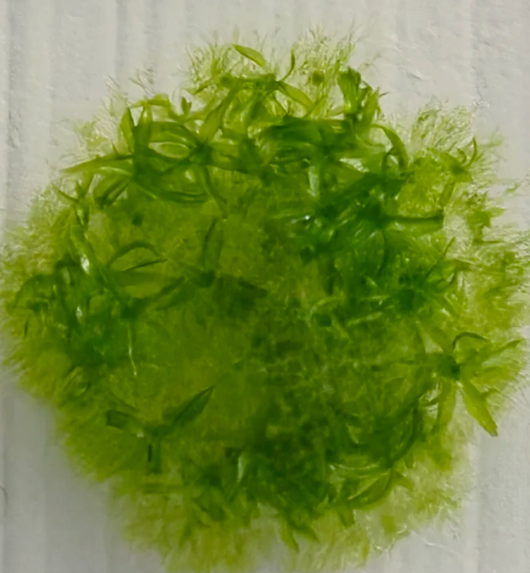 Bu yosun, uzayda dokuz ay yaşayarak rekor kırdı